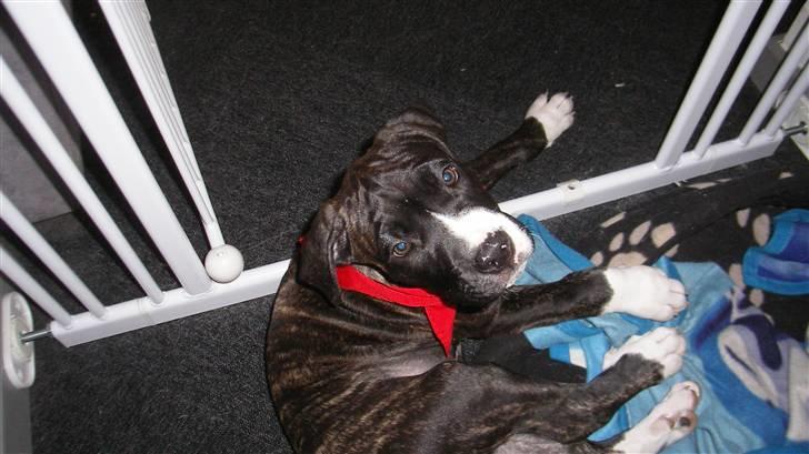 Blanding af racer Medina " Miss diva" billede 3