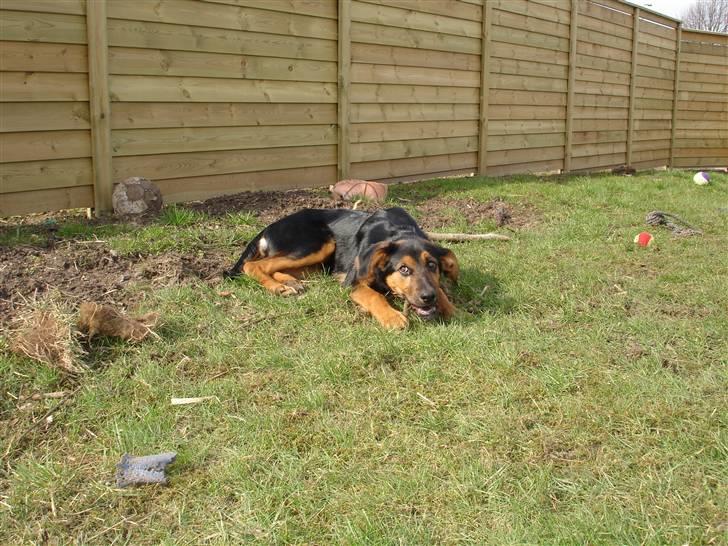 Blanding af racer Nala billede 7