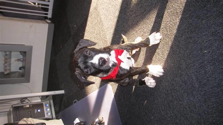 Blanding af racer Medina " Miss diva" billede 4