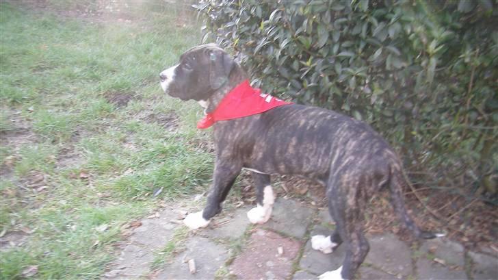 Blanding af racer Medina " Miss diva" billede 5