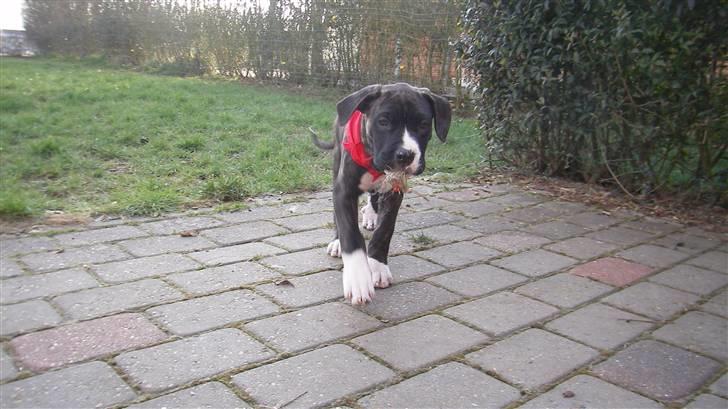 Blanding af racer Medina " Miss diva" billede 6