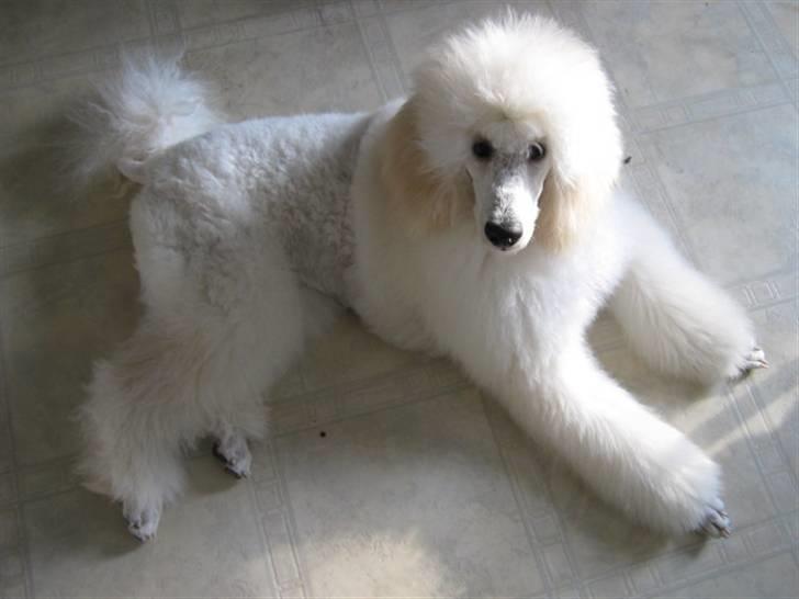 Storpuddel Khan - 7 måneder  billede 16