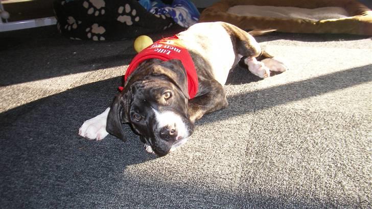 Blanding af racer Medina " Miss diva" billede 7