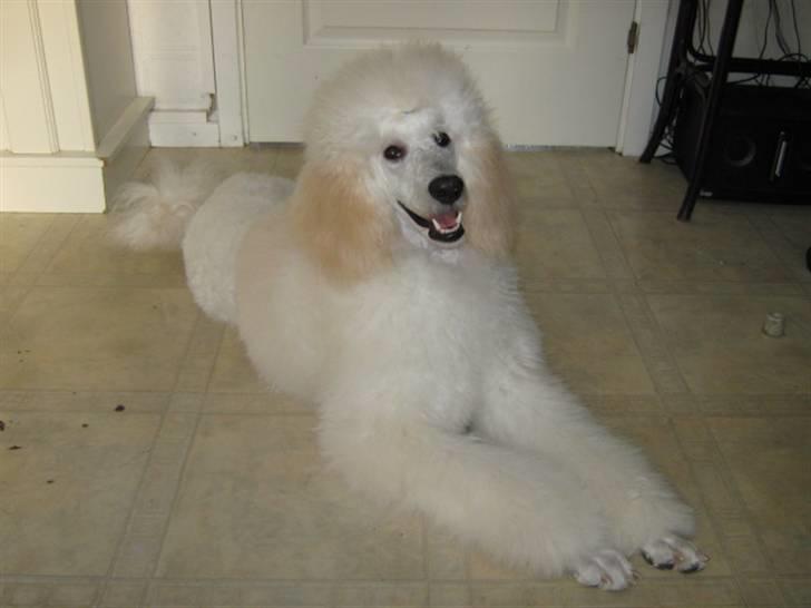 Storpuddel Khan - en rigtig bandit billede 17