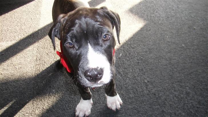 Blanding af racer Medina " Miss diva" billede 8