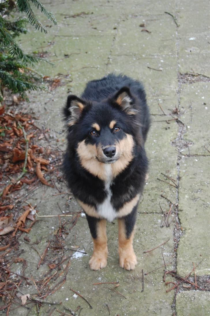 Finsk lapphund DKCH Fjällfarmens Oliwia - En ung Ollie, der gerne vil lege :) billede 31