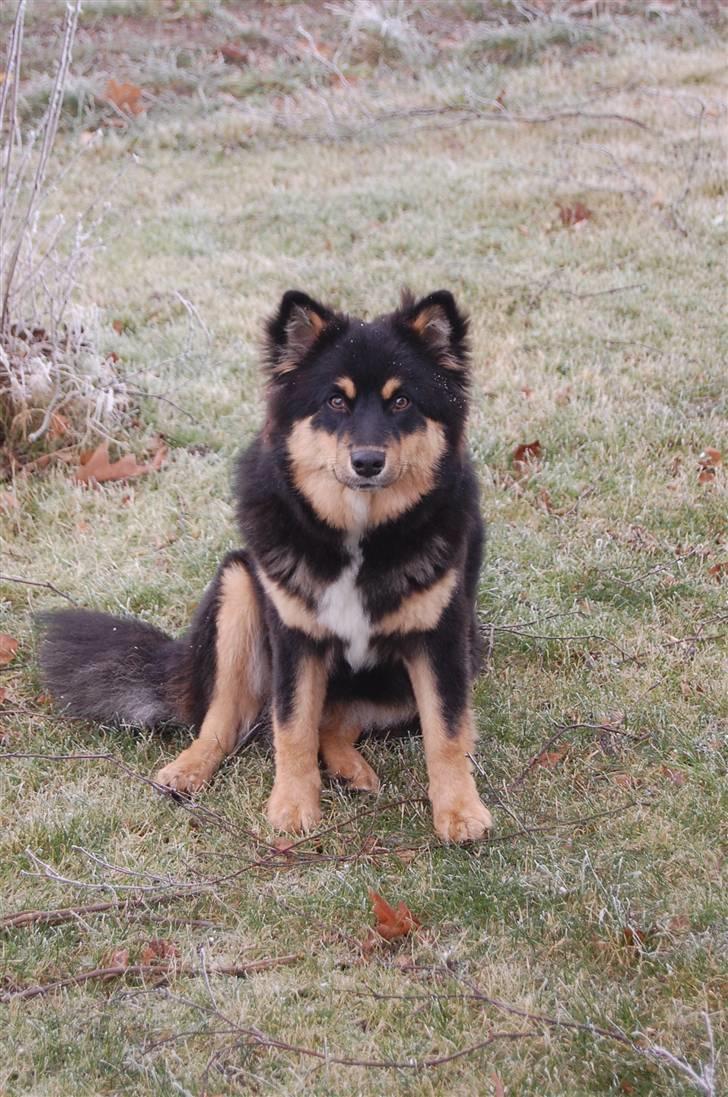 Finsk lapphund DKCH Fjällfarmens Oliwia - Se hvor dejlig hun er :D billede 32