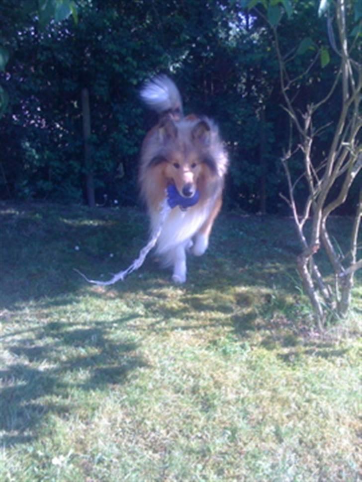 Collie langhåret Simba - Den stolte collie kommer dansende billede 18