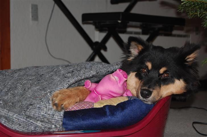 Finsk lapphund DKCH Fjällfarmens Oliwia - Ollie og Møffe der putter i kurven billede 33