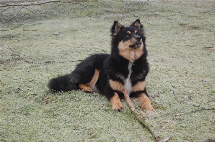 Finsk lapphund DKCH Fjällfarmens Oliwia - Hvad er der deroppe?! billede 34