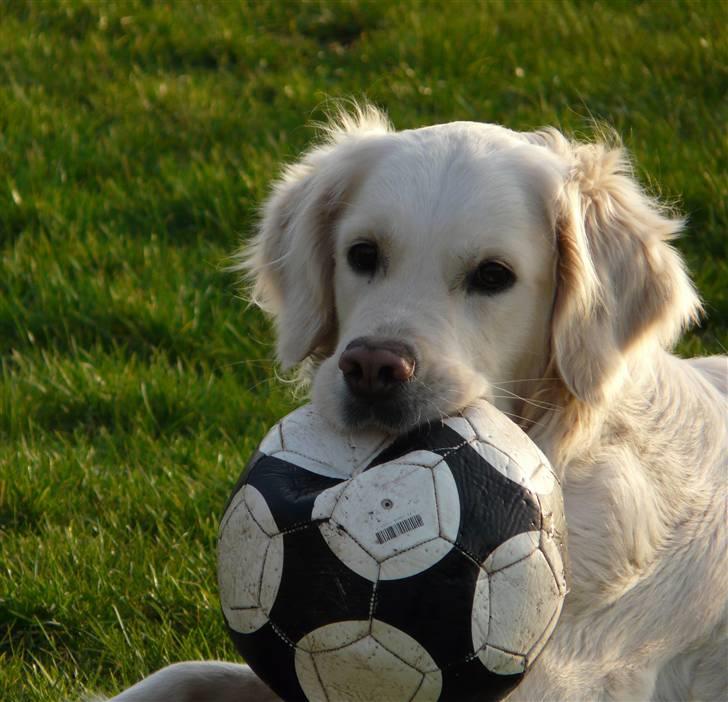 Golden retriever Bess billede 2
