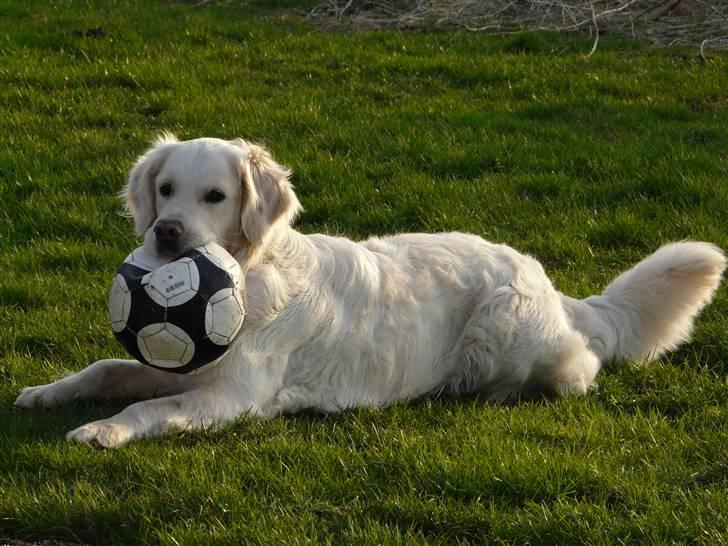 Golden retriever Bess billede 3