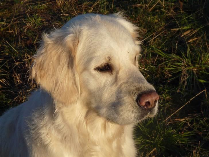 Golden retriever Bess billede 4