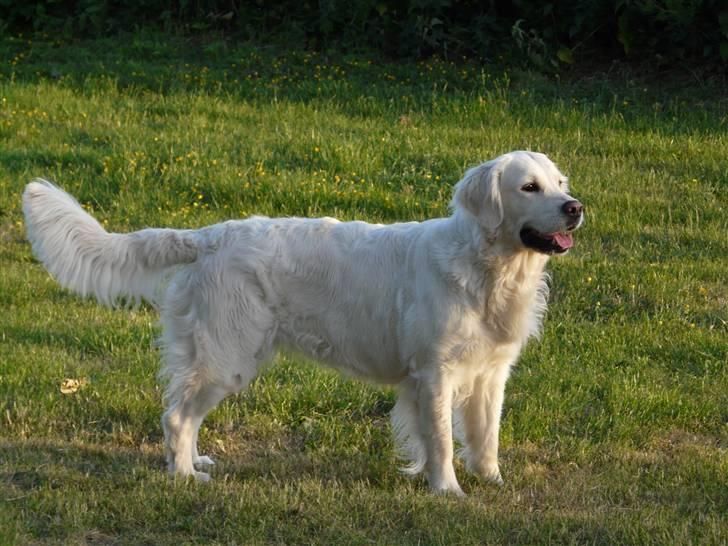 Golden retriever Bess billede 5