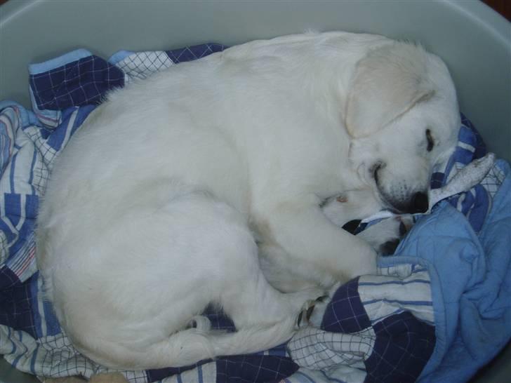 Golden retriever Bess billede 6