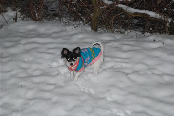 Chihuahua Dolly - ´dolly i sneen 2009 billede 11