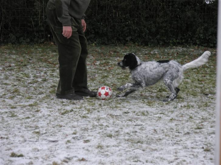 Engelsk setter Trine  billede 1