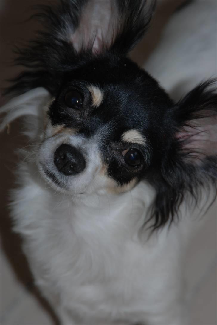 Chihuahua Dolly billede 12