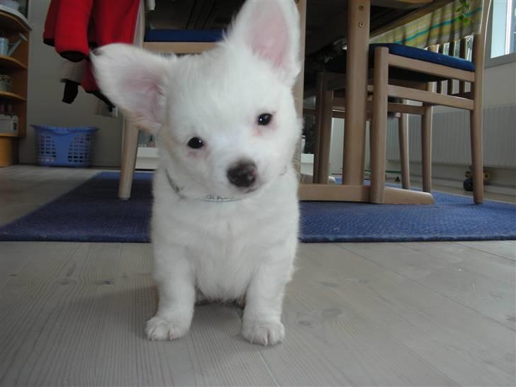 Chihuahua Loui - Her er jeg :) billede 1