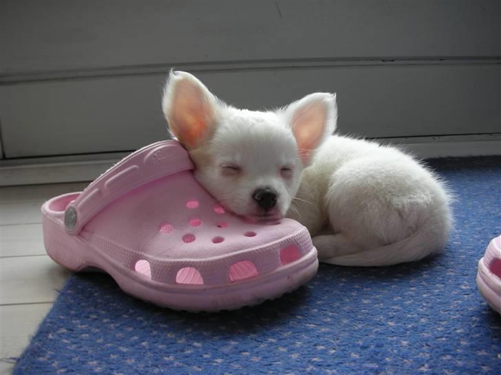 Chihuahua Loui - Eftermiddags lur . billede 2