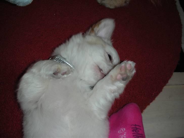 Chihuahua Loui - Faldet om på gulvet :) billede 3