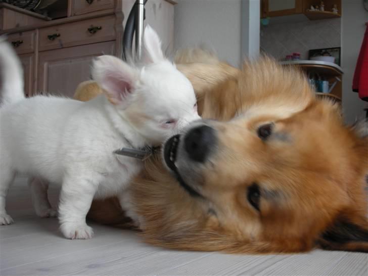 Chihuahua Loui - Møs møs møs møs <3 billede 4