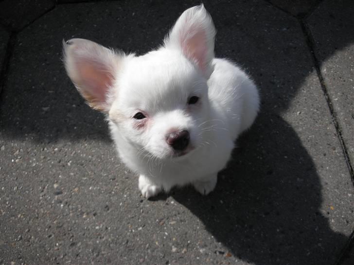 Chihuahua Loui - :) billede 5