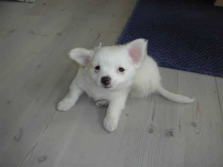 Chihuahua Loui - Det klør . billede 6