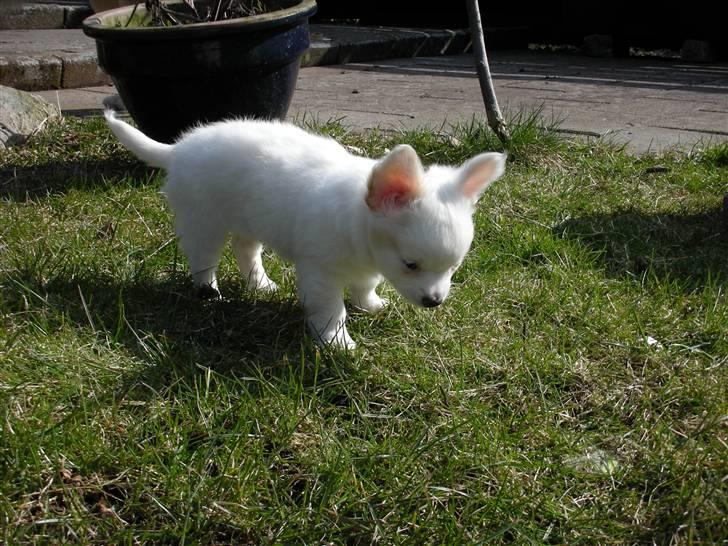 Chihuahua Loui - Første tur i græsset :) billede 7