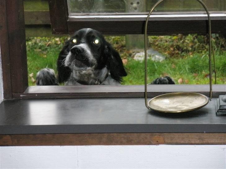 Engelsk setter Trine  billede 4