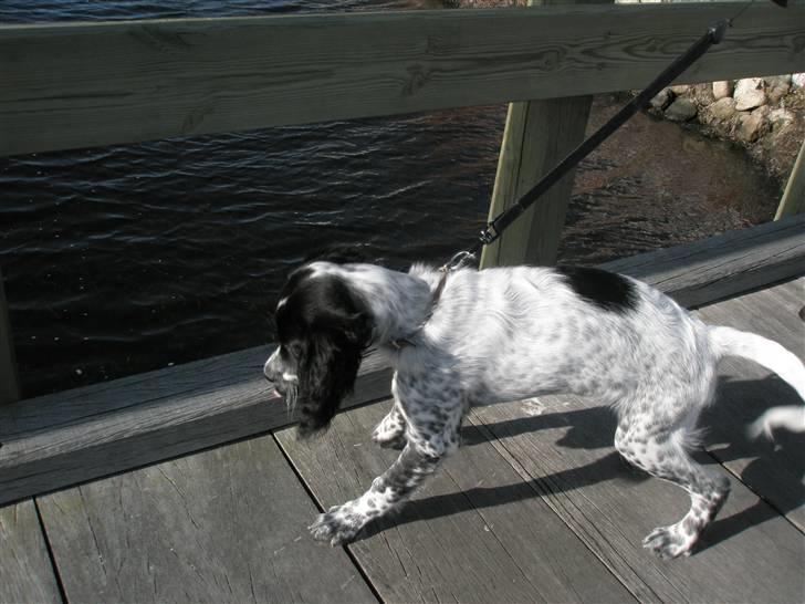 Engelsk setter Trine  billede 7