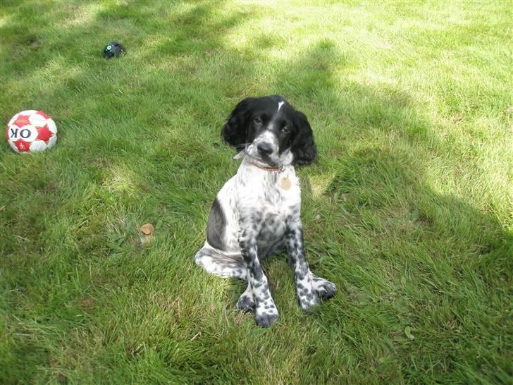 Engelsk setter Trine  billede 8