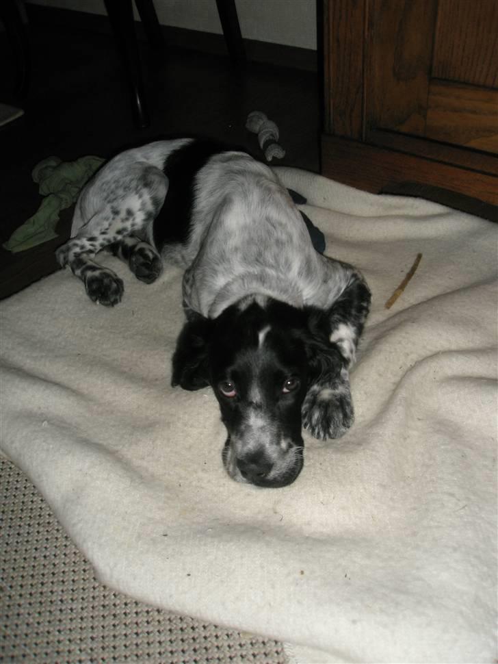 Engelsk setter Trine  billede 9