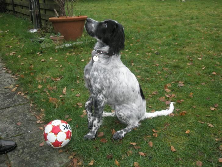 Engelsk setter Trine  billede 10