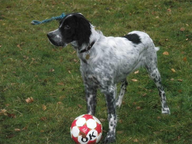 Engelsk setter Trine  billede 11