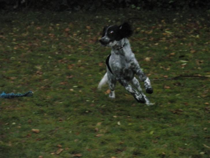 Engelsk setter Trine  billede 13