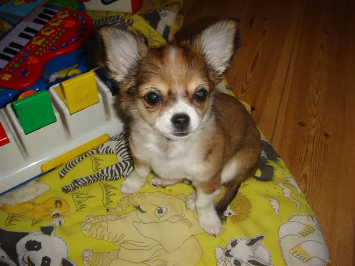 Chihuahua Tilla billede 14