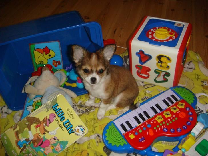 Chihuahua Tilla billede 15