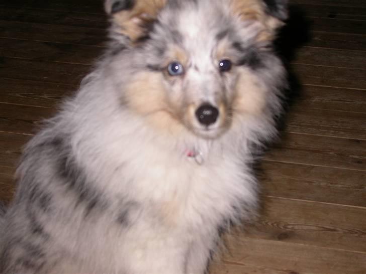 Shetland sheepdog Mille - Jeg syntes selv jeg er ret nuser :-) billede 1
