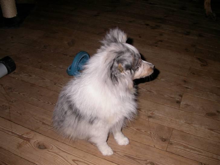 Shetland sheepdog Mille - Nej ingen billed lige nu billede 2