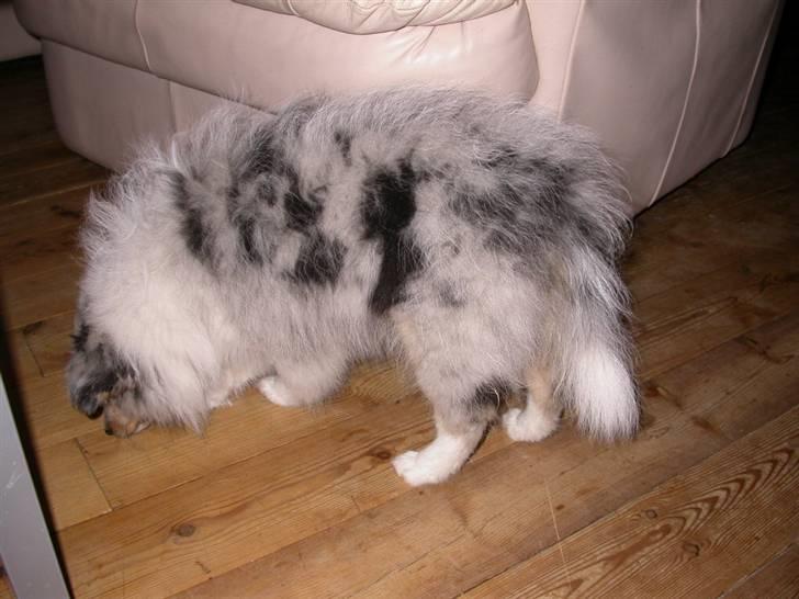 Shetland sheepdog Mille - Der dufter ret godt lige her billede 3