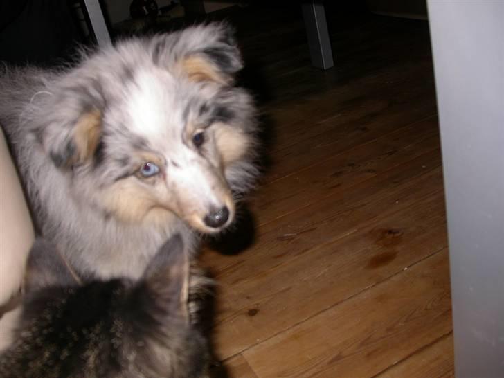 Shetland sheepdog Mille - Nå det er dig der er Bonanza, er du farlig! billede 4