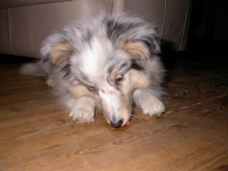 Shetland sheepdog Mille - Der både dufter og smager godt ummm billede 5