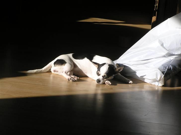 Chihuahua Chihuahua flower´s Trille billede 13