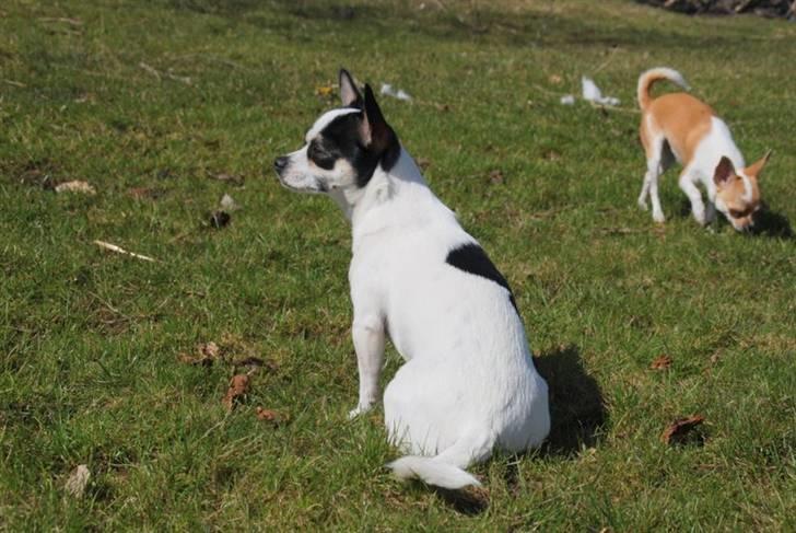 Chihuahua Chihuahua flower´s Trille billede 14