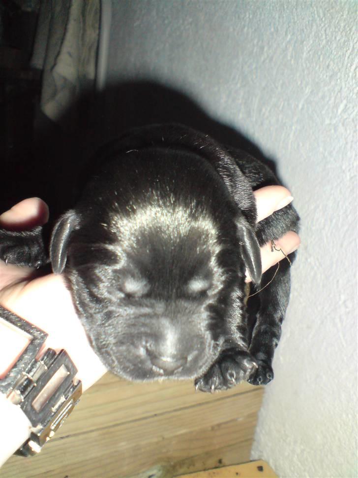 Labrador retriever Fie billede 1