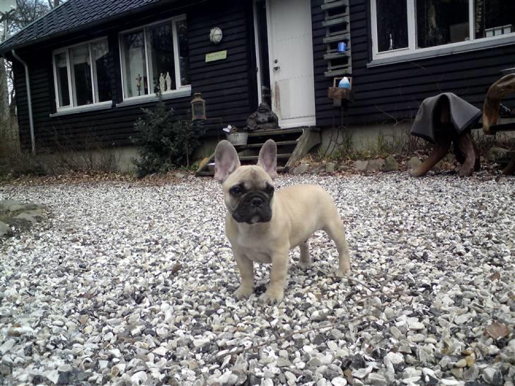 Fransk bulldog Jack - Her er Jack så 15½ uge gammel og posére allerede billede 10