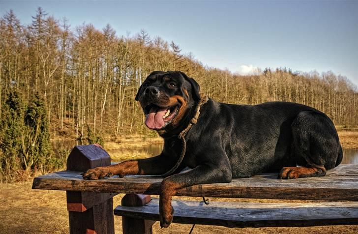 Rottweiler Røskva (Citta) billede 16