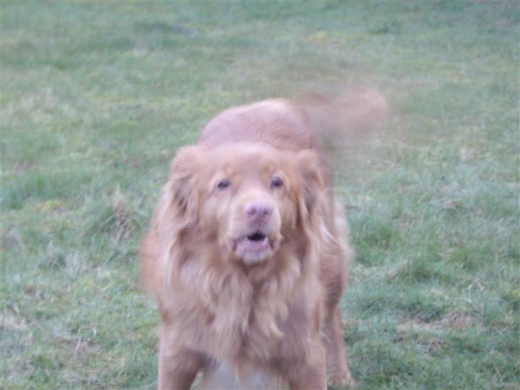 Nova scotia duck tolling retriever Molly Iversen - WOW WOW billede 1