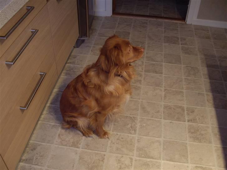 Nova scotia duck tolling retriever Molly Iversen billede 2